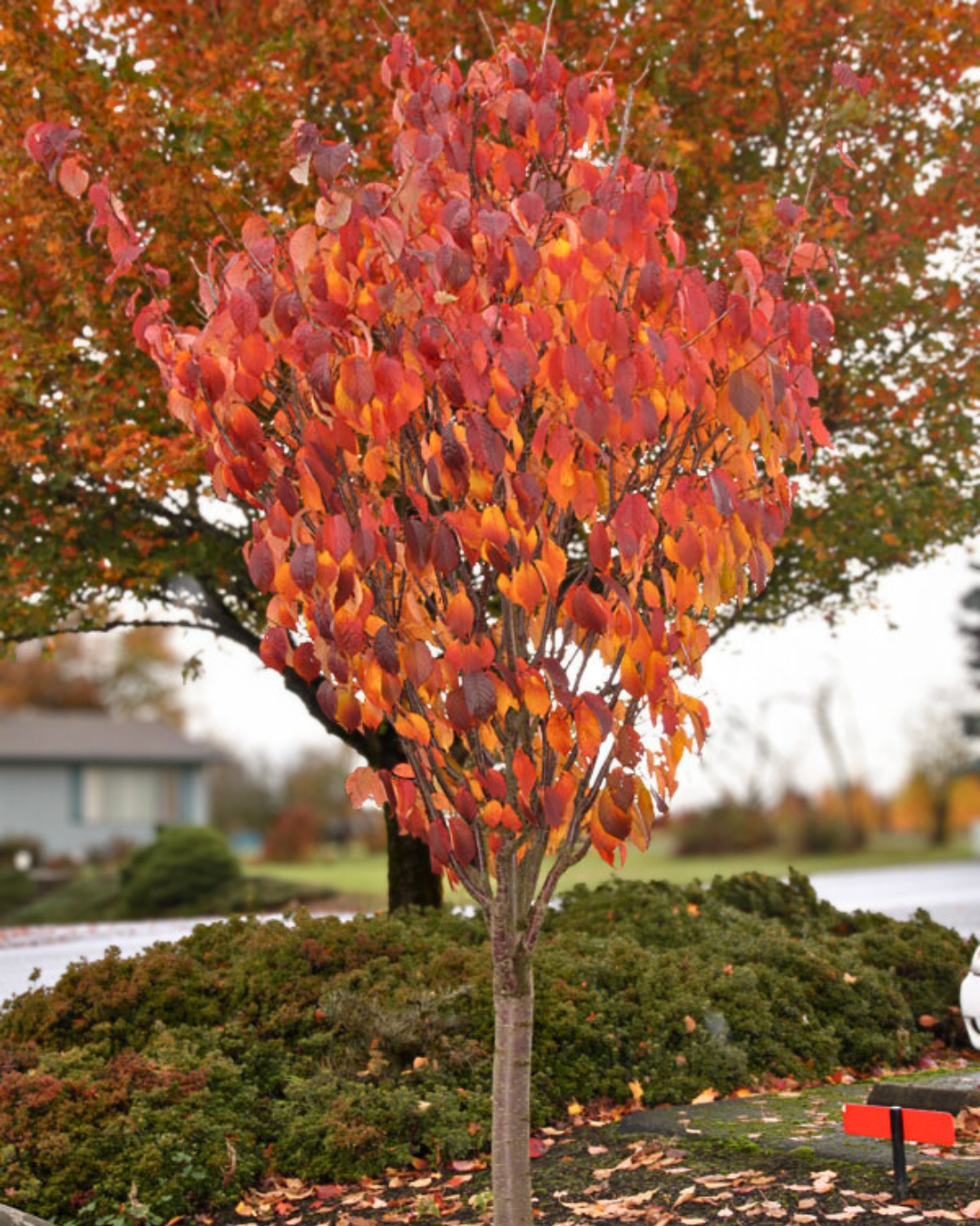 Pink Flair Cherry with deep reddish-orange fall leaves coating upright sweeping branches.